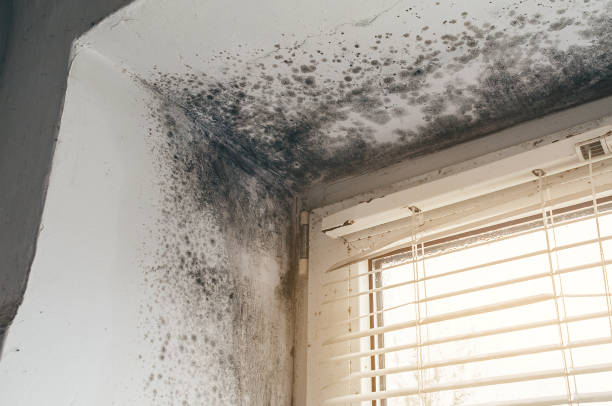 Affordable Basement Mold Removal solutions in Markham, IL